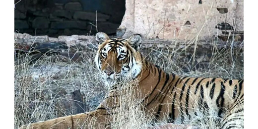 नहीं रही रणथंभौर की मगरमच्छ शिकारी बाघिन एरोहेड, ब्रेन ट्यूमर से हुई मौत